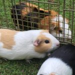 Guinea Pig Boarding 6