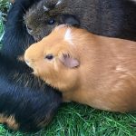 Guinea Pig Boarding 4