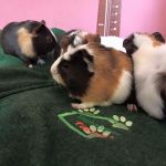 Guinea Pig Boarding