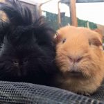 Guinea Pig Boarding 1